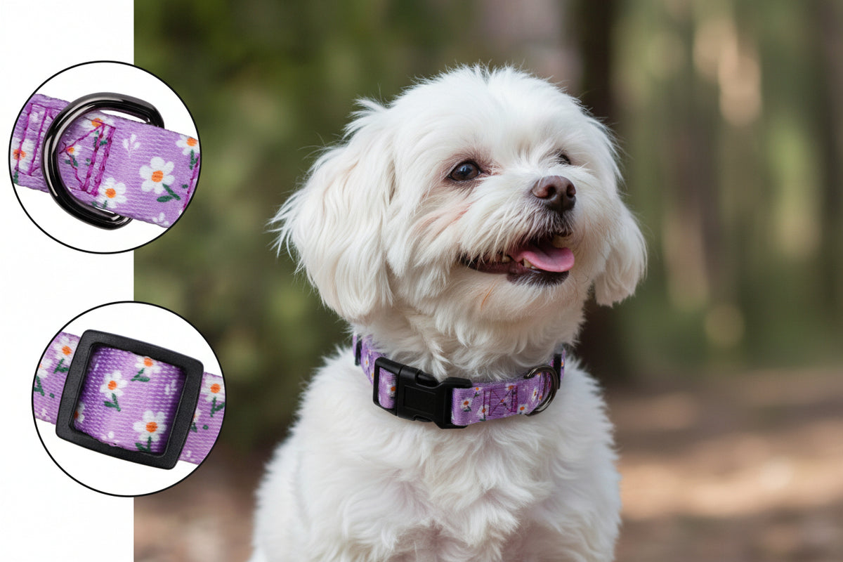 Daisy Girl Dog Collars, Floarl Design for Small Dogs, Purple